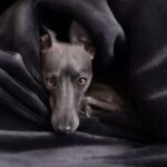 8 Best Eye Supplements for Greyhounds