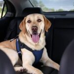 Kaip apsaugoti savo šunį automobilyje – „Dogington Post“
