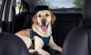 Kaip apsaugoti savo šunį automobilyje – „Dogington Post“