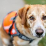 Kaip išlaikyti savo šunį apsaugotą ir sveiką – „Dogington Post“.