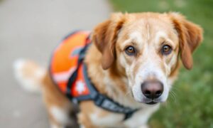 Kaip išlaikyti savo šunį apsaugotą ir sveiką – „Dogington Post“.