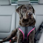 Kaip pasirinkti geriausią šunų saugos diržą kelionėms automobiliui – „The Dogington Post“