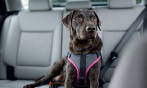 Kaip pasirinkti geriausią šunų saugos diržą kelionėms automobiliui – „The Dogington Post“
