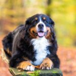 The Best Dehydrated Dog Foods for Bernese Mountain Dogs