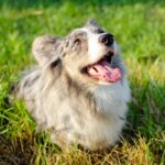 17 šunų prekių, kurių egzistavimo nežinojote (bet kurių tikrai reikia)