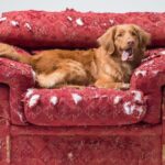 Nuraminti pamišusius: maistas, padedantis nerimaujantiems šunims jaustis ramiai