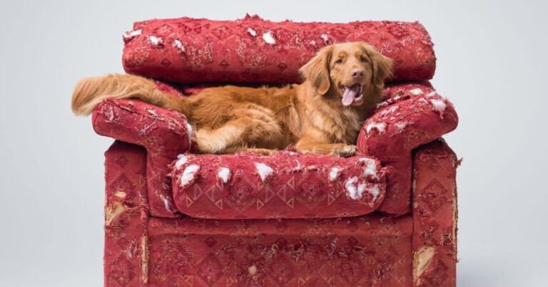 Nuraminti pamišusius: maistas, padedantis nerimaujantiems šunims jaustis ramiai