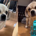 Žmonėms pietus patiekus lėtoje lesyklėlėje, mopsas suteikia nuostabią kvapą